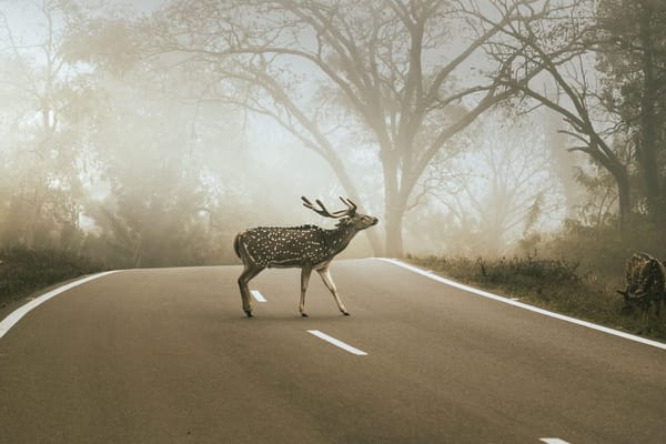 Deer Season Is Starting: Why the Next Ten Weeks Are the Riskiest Time to Drive at Dusk